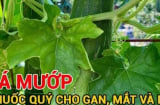 Không chỉ ăn quả, phần này của cây mướp là ‘báu vật’ cho gan, mắt và da, bỏ là uổng phí