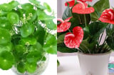 Nhà có 1 trong 5 loài cây này, Thần Tài gõ cửa, phúc lộc tràn đầy quanh năm