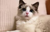 Tại sao nên kiêng mèo lại gần thi thể người chết? Giải mã cơ sở khoa học đằng sau niềm tin dân gian