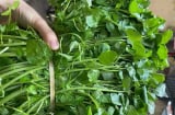 Việt Nam sở hữu loại rau chống bệnh K tốt nhất thế giới, chợ bán 10 nghìn/bó