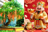 4 loại cây là ‘báu vật của Thần Tài’, trồng trong nhà để trấn trạch, gọi tài lộc