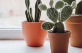5 loại cây phong thủy đại kỵ trong nhà: Càng trồng càng hao tài, sức khỏe sa sút