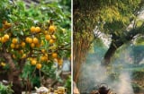 Người xưa dặn: “Trồng mơ trong sân, du phía Đông, đào phía Tây, tre trước cửa gia trạch không yên”, là gì?