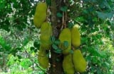Trồng 4 cây phong thủy “vàng” trước nhà giúp thu hút tài lộc, giữ vượng khí, gia chủ phát đạt như diều gặp gió