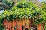 Tổ tiên dặn: “Trồng cây là gieo phúc” - 5 loại cây nên trồng để dòng họ thịnh vượng, con cháu bình an