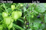5 loại rau mọc tự nhiên không dùng thuốc trừ sâu: Cực kỳ an toàn cho sức khỏe