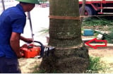 Các cụ dặn: ‘Đừng chặt 2 cây rủi ro không vào, Tiền - Tình sẽ đến’, là cây nào?