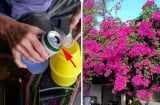 Cho hoa giấy “uống” 1 loại nước: Cây ra hoa quanh năm, chùm nào cũng bung nở