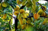 Người thuộc 2 mệnh này trồng Cây Khế như rước Vàng vào cửa, hút tiền tài cực đỉnh