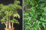 Người thuộc 2 mệnh này trồng Đinh Lăng cực hợp, Trấn Giữ Của Cải, hút tiền vàng cực đỉnh