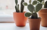 Top cây phong thủy nhà giàu luôn kiêng: Âm thầm hút cạn tài lộc, gây xui rủi cho gia đình