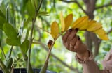 Tưới cốc nước này, Kim Tiền vàng thân - rụng lá mấy cũng xanh tốt lại mơn mởn