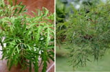 Vị trí tốt nhất trồng cây Đinh Lăng giúp Trấn Giữ Của Cải, thu hút Tiền Tài cực đỉnh