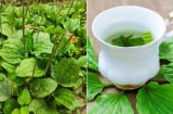 Lấy cây mã đề nấu nước uống, cơ thể nhận được 5 lợi ích tuyệt vời