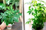 Vì sao người xưa khuyên trồng cây ngũ gia bì trong nhà? Đặc biệt người tuổi này mệnh này cực hợp ngũ gia bì