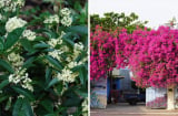 5  loại hoa sắc hương rực rỡ, gọi tiền tài về chật két: Giàu nghèo cũng một phần do đây