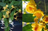 5 cây cảnh phong thủy hoa thơm chiêu tài hút lộc, có thể dùng làm trà dưỡng sinh tốt cho sức khỏe