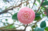 Trồng đúng 1 loài cây này trước cửa, gia đạo nhà bạn vững như núi, đời đời con cháu thinh vượng