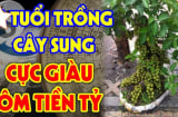 2 mệnh này rất hợp trồng sung, có 1 cây Tiền - Tài thăng tiến