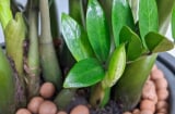 7 loài cây mang về nhà hút tiền như nam châm, có 1/7 cây cũng tha hồ hưởng