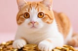Không sợ Tam Tai, Thái Tuế, 3 tuổi càng lớn tuổi càng giàu, thịnh vượng về sau