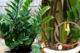 Người thuộc 2 mệnh này cực hợp trồng cây Kim Tiền, 1 cây thôi cũng thu hút Tiền Tài cực đỉnh