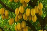 Trồng khế 2 vị trí này: Trấn yểm của cải, 10 nhà làm thì 9 nhà đổi vận thành công, nghèo hóa giàu