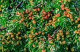 Tổ tiên dặn: “Không chặt 2 cây này, rủi ro không vào, đói nghèo không đến” - Ai cũng nên biết!