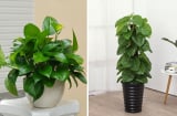 Top 5 loại cây cảnh văn phòng được ưa chuộng hiện nay, tốt cả về phong thủy và sức khỏe