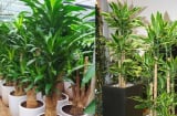 Trồng cây Thiết Mộc Lan giúp chiêu tài hút lộc nhưng chú ý những điều này kẻo gây họa