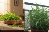 “Vua rau mùa thu” giàu axit folic gấp 8 lần táo: Trồng 1 lần ăn quanh năm không hết