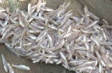 Đi chợ gặp 6 loại cá này mua ngay kẻo hết: Cá tự nhiên bổ như nhân sâm, tổ yến, giá bình dân