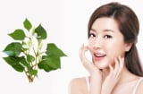 Món rau dân dã nhưng lại có khả năng bảo vệ da tự nhiên đáng kinh ngạc