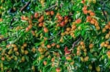 Tổ tiên dặn: 'Không chặt 2 cây này, rủi ro tránh xa, đói nghèo không ghé thăm'