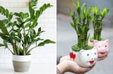 2 loại cây nên đặt trong nhà mới: Vừa chiêu tài vừa chuyển vận, càng ở càng giàu có