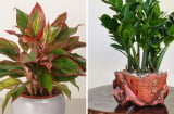Nhà giàu chuộng 5 loại cây phong thủy này: Hút tài lộc như vòi rồng, phú quý lan sang cả con cháu