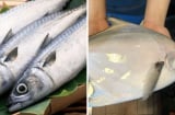 3 loại cá đang vào mùa: Thịt dày, xương ít, dễ tiêu và ngon quên lối về, không ăn quá phí