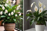 5 loại cây cảnh hút khí độc, thanh lọc không khí nên trồng trong nhà