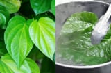 Lá Trầu Không có 5 công dụng chữa bệnh vô cùng hữu ích này
