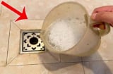 Côn trùng bay nhỏ trong phòng tắm? Mẹo tiêu diệt chỉ với 1 lần xả nước và ngăn mùi hôi hiệu quả
