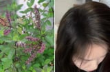 Mùa đông tóc khô rụng, lấy 5 loại lá này đun nước gội đầu, càng gội tóc con càng mọc nhiều