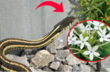6 dấu hiệu chứng tỏ rắn ở trong vườn nhà bạn, xử lý ngay