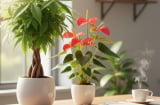 8 loại cây phong thủy cực vượng giúp bàn làm việc hút tài lộc năm 2026, trồng một chậu là thấy khác ngay