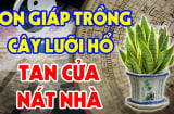 Trồng Lưỡi Hổ hợp phong thuỷ nhưng có 2 tuổi là đại kỵ, lỡ trồng của cải trôi sông
