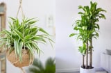 Người giàu mê trồng 4 loại cây này: Chiêu tài nạp phúc, lọc khí độc, tốt cho sức khỏe