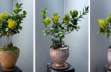 Phật thủ bonsai gây sốt Tết 2026: Cây “Thần Tài” vàng kim được săn lùng vì quá sang, quá hút lộc