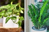 5 loại cây phong thủy hút tài lộc nên đặt trong phòng khách