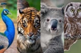 Bạn thông minh theo cách nào? Chọn con vật trong trắc nghiệm tâm lý để biết ngay