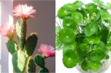 Đừng thấy hoa nở vội mừng: 4 loại cây này nở hoa điềm báo xui xẻo, nên thận trọng