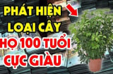 6 cây 'gọi tiền', gia chủ làm đâu thắng đấy